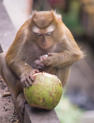 brown monkey sitting on concrete ground floor and eating green coconut