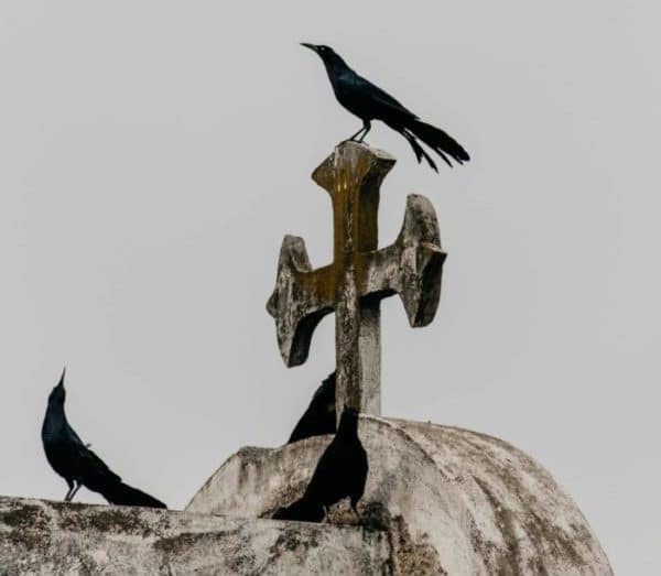 ravens